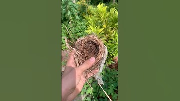 Membuat Sarang Burung Didalam Aviary #fyp #views #bolang #subscribe @PebriHalomoan