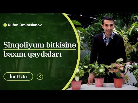 Video: Çətənə: Bu Nədir Və Hansı Bitki Materialı Hazırlayır? Təbii Lif Kordon, Iplik Rəngi Və Kök Parça