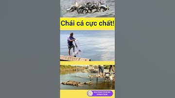 quăng chài lưới, chài cá cực chất! catfishing, net fishing #shorts