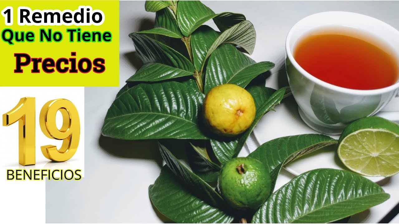 Hojas de Guayaba un Remedio Que no Tiene Precio Muchos no lo Saben