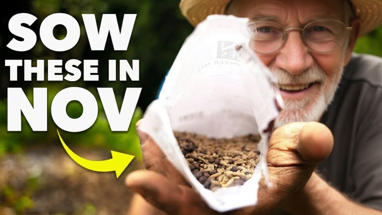Вы должны посеять эти семена в ноябре