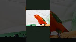 eric carle