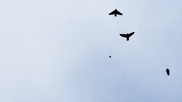 Case 21-006 all 3 clips original and processed