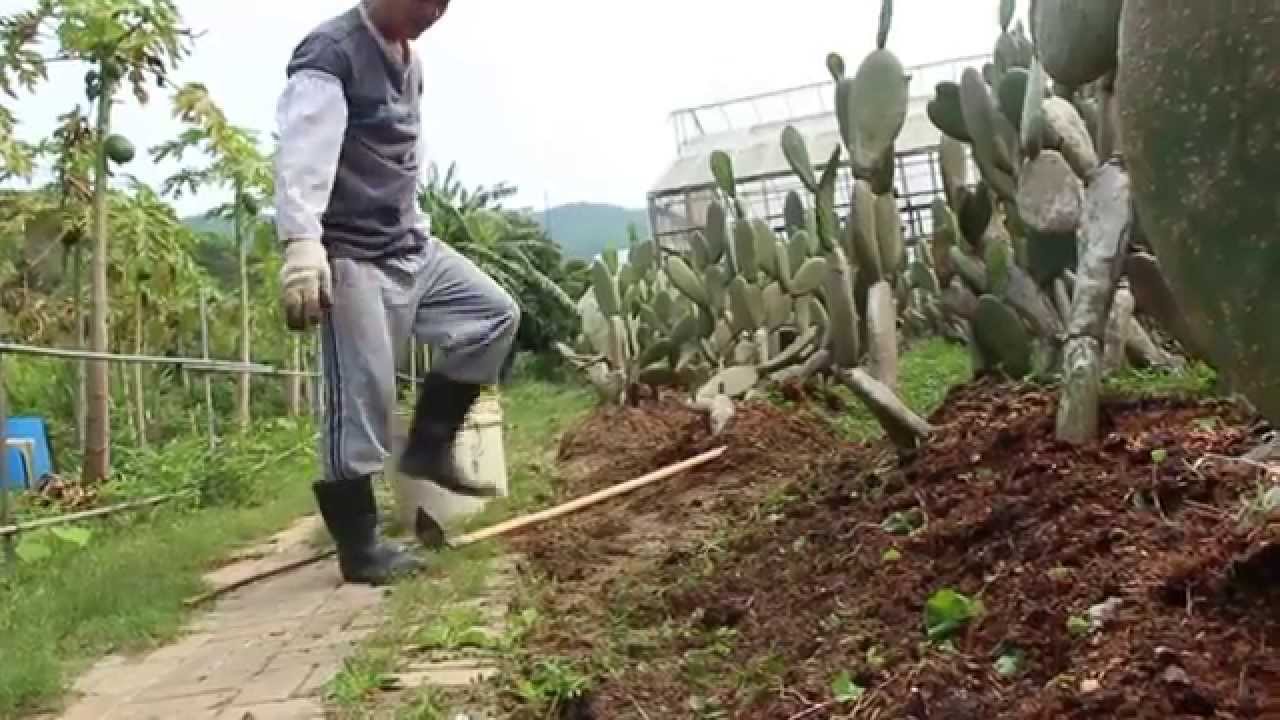 Hong Kong Farms Are not only organic but also tourist attractive - YouTube