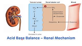 Renal Mechanism For The Regulation of pH || Acid Base Balance