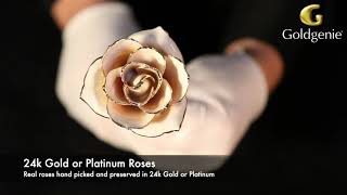 24k Gold Plated Real White Roses | 24k Gold Plated White Roses | Real White Roses Preserved in Gold