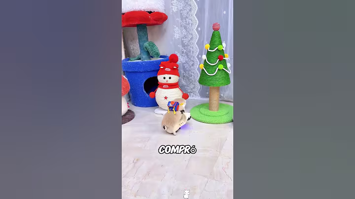 El dueño está preparando a sus gatos para las vacaciones. #cat #pet #shorts