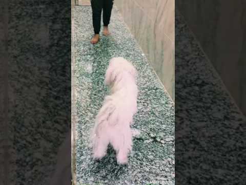 تدريب الكلب الترير الفرنسي على امر عضة وابقة 