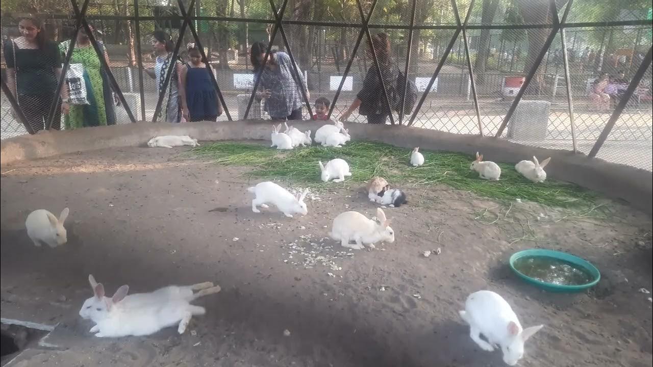 Rabbits Video For Entertainment Animal Lover Rabbits Eating