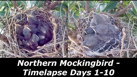 Backyard Bird Nest Timelapse Days 1 - 10  Northern Mockingbird