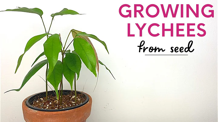 Growing Lychee Trees From Fruits/Seeds - DayDayNews
