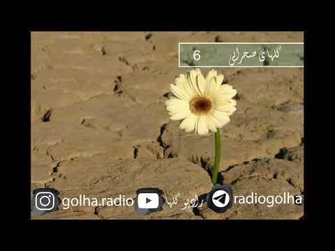 گلهای صحرایی برنامه شماره 