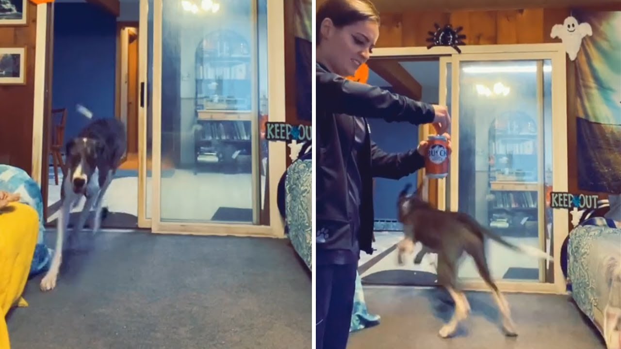 Doggo bites whack a mole hot dog game newjerseysafas