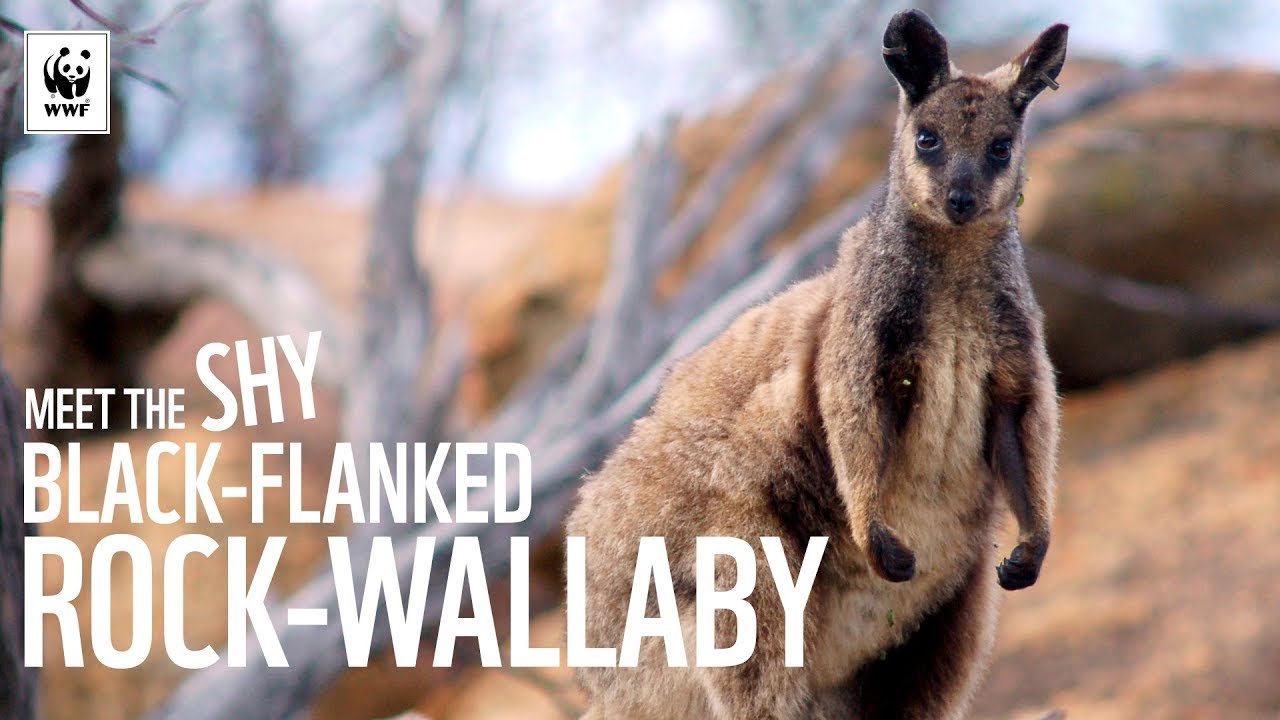 Meet The Shy Black-Flanked Rock-Wallaby