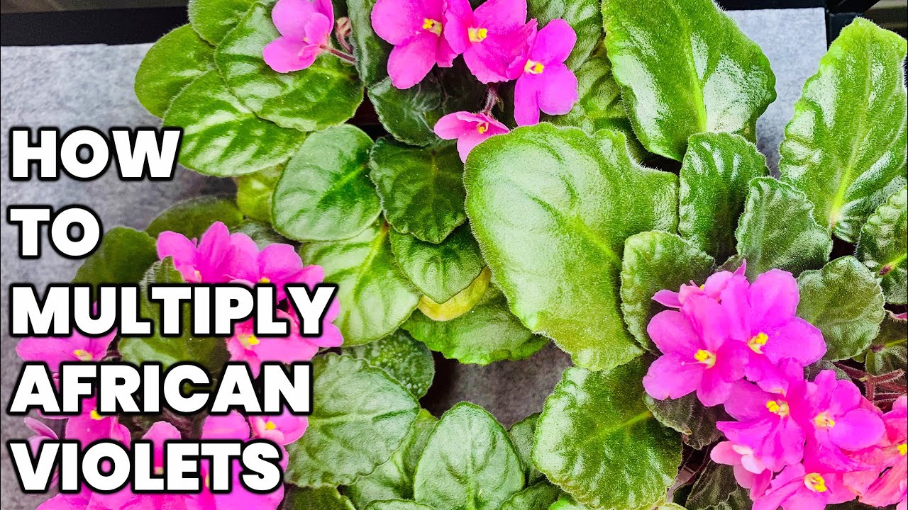How To Multiply African Violets YouTube
