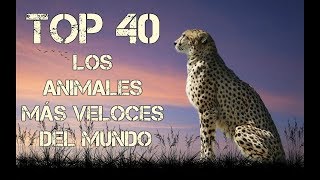 TOP 40 || LOS ANIMALES MÁS VELOCES DEL MUNDO