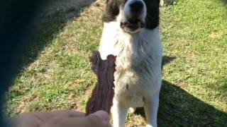 Dog Tricks (ft Kei the American Akita)