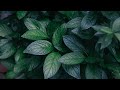 Plant Water Relations and Adaptations