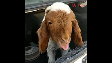 خروف صغير يصيح على امه ههههههههه اشترك في القناة فعل الجرس 