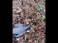 Охота на глухаря осенью