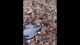 Охота на глухаря осенью