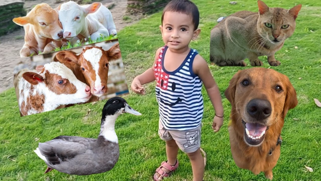 Rivaan's Voice | video 32 | #youtube #viralvideo #cow #got #duck #cat #dog #animalsounds