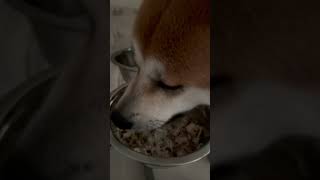 Акита ину натуральное питание рацион #akitainu #акита #dogshorts #dog