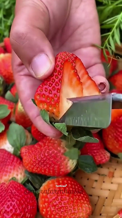 Strawberries Are Fake Berries?!