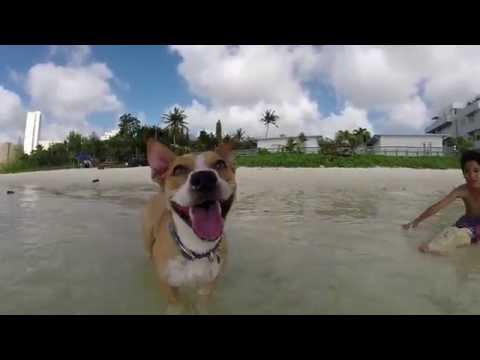 Thumb of Corgi Pit video