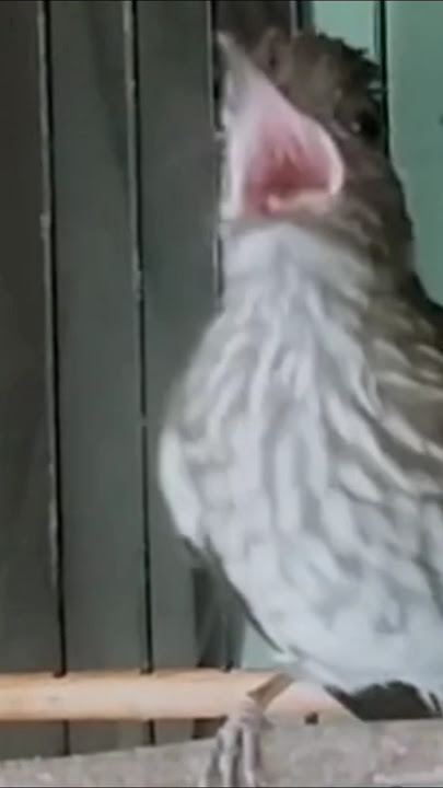 BURUNG SIRI SIRI KECIL SUMATERA GACOR