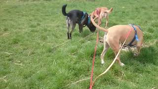 Ressourcenverteidigung In Der Hundegruppe