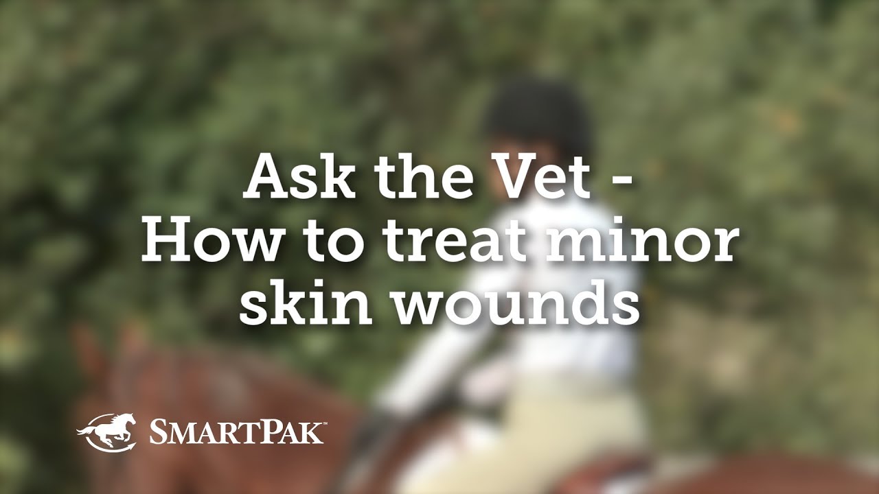 Ask the Vet   How to treat minor skin wounds in horses