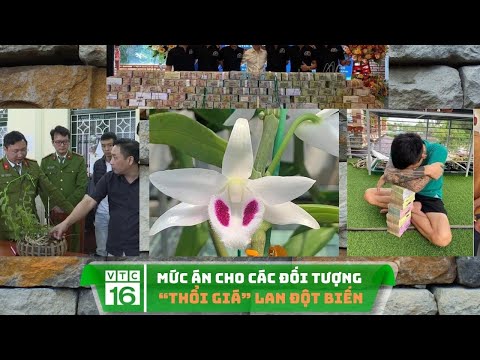 Mức án cho các đối tượng “thổi giá” lan đột biến | VTC16 | Foci