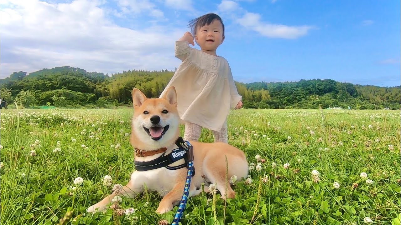 柴犬りんご郎 Shiba Inu Ringoro Youtube Channel Analytics And Report Powered By Noxinfluencer Mobile