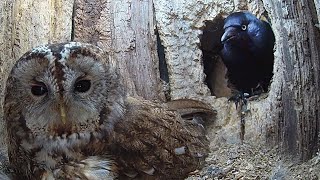 Nesting Tawny Owl Fights Jackdaw Invader | Luna & Bomber | Robert E Fuller