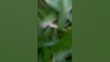 Day 2 of making ugly transitions! #fyp #shorts