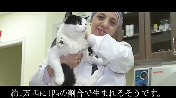 誰も見た事もないような珍しい動物１０ Mp3