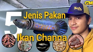 5 Jenis Makanan untuk Ikan Channa