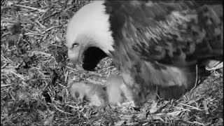 Decorah North Nest ~ Welcome To The World DN8!! 5.20.18