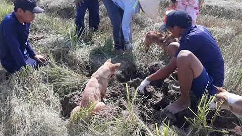 Đào bắt chuột mùa cắt lúa # youtube thanh sóc trăng