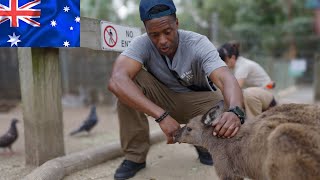 Unique Wildlife Encounters in Sydney  #wildlife #nature