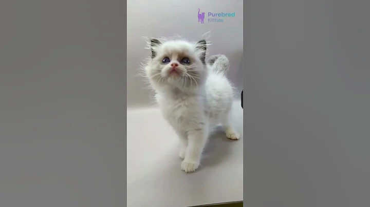 Watch the video about Adopt Hector