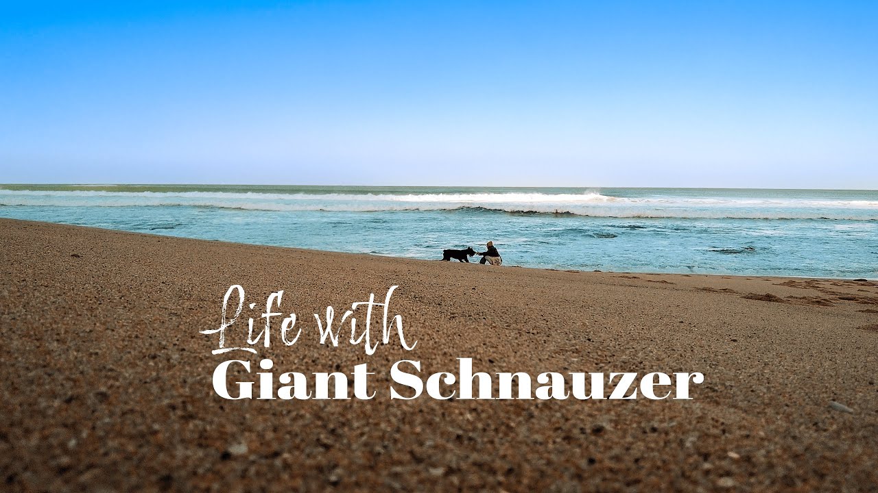 Life with Giant Schnauzer | Ep. 1 | Winter Weekend