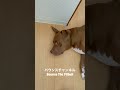 ピットブルがいかに賢いがが分かる動画w#shorts