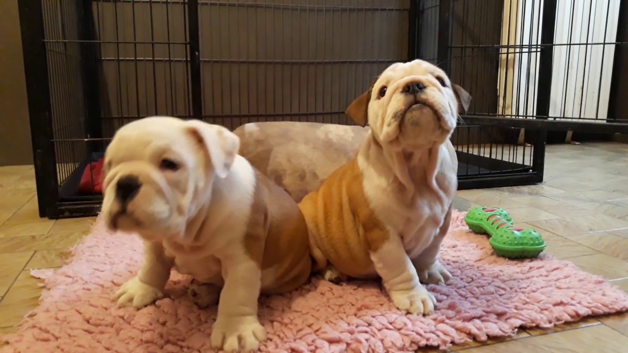 Chiots Bulldogs Anglais Male Et Femelle Dreamlander Novikov Et Dreamlander Nakara En Sarthe Youtube Chiots Bulldogs Anglais Male Et Femelle Dreamlander Novikov Et Dreamlander Nakara En Sarthe Youtube