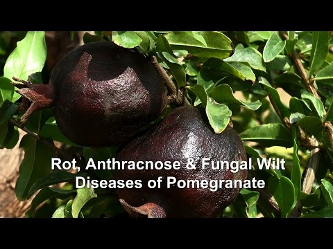 Video: Fruit Rot Of Pome Crops