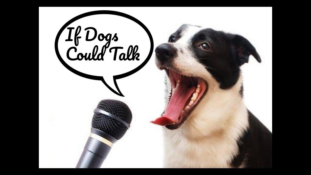 If Dogs Could Talk - YouTube