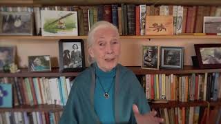Dr Jane Goodall – Founder, The Jane Goodall Institute – BBC HARDtalk