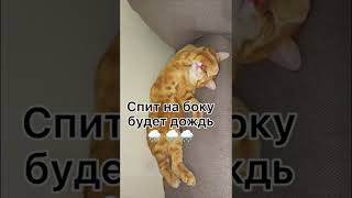 Как Определить Погоду По Позе Сна Котика #Shorts