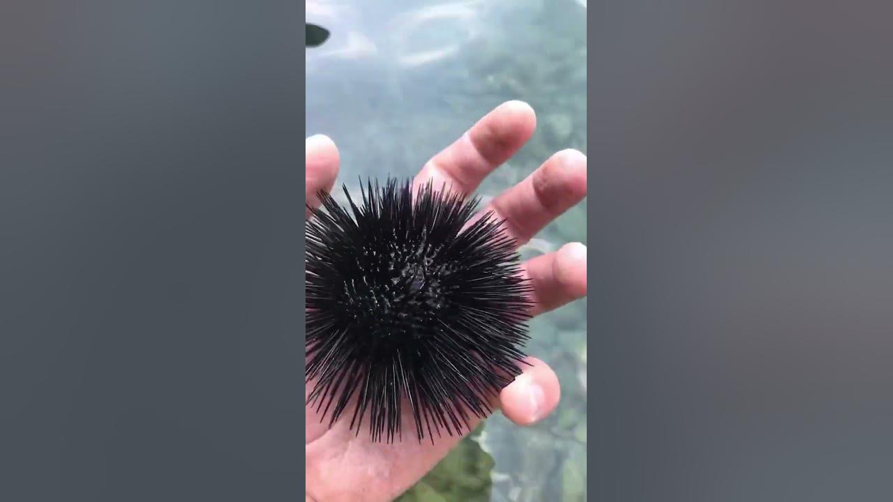 Морський їжак 🦔🔥😊 - YouTube